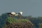 Storch, Hornstorf