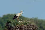 Storch, Hornstorf