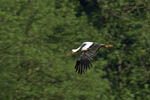 Storch, Hornstorf