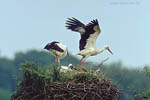 Storch, Hornstorf