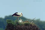 Storch, Hornstorf