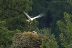 Storch, Hornstorf