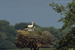 Storch, Hornstorf