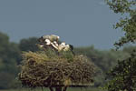 Storch, Hornstorf