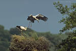 Storch, Hornstorf