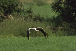 Storch, Hornstorf