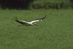 Storch, Hornstorf
