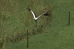 Storch, Hornstorf