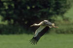 Storch, Hornstorf