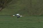 Storch, Hornstorf