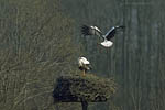 Storch, Hornstorf
