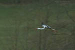 Storch, Hornstorf