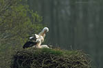 Storch, Hornstorf