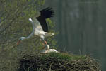 Storch, Hornstorf