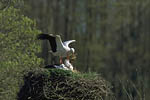 Storch, Hornstorf