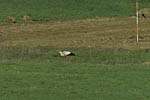 Storch, Hornstorf
