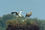 Storch, Hornstorf