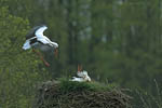 Storch, Hornstorf