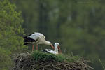Storch, Hornstorf