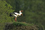 Storch, Hornstorf