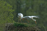 Storch, Hornstorf