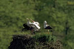 Storch, Hornstorf