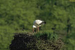 Storch, Hornstorf