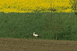 Storch, Hornstorf
