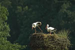 Storch, Hornstorf