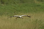 Storch, Hornstorf