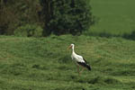 Storch, Hornstorf