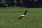 Storch, Hornstorf