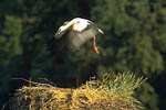 Storch, Hornstorf