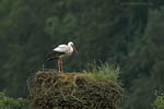 Storch, Hornstorf
